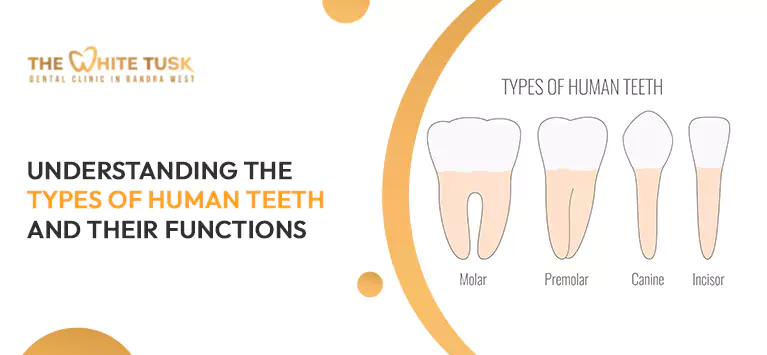 Understanding-the-Types-of-Human-Teeth-and-Their-Functions